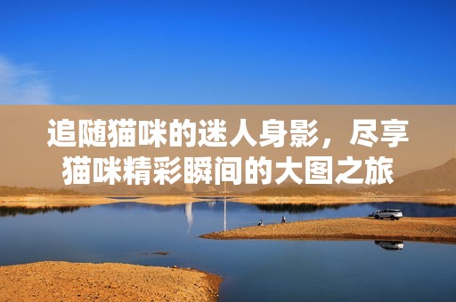 追随猫咪的迷人身影，尽享猫咪精彩瞬间的大图之旅